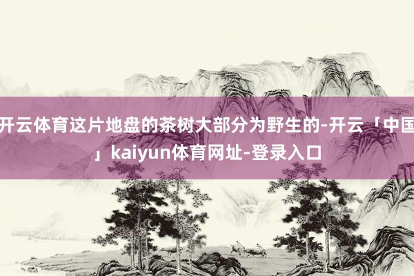 开云体育这片地盘的茶树大部分为野生的-开云「中国」kaiyun体育网址-登录入口
